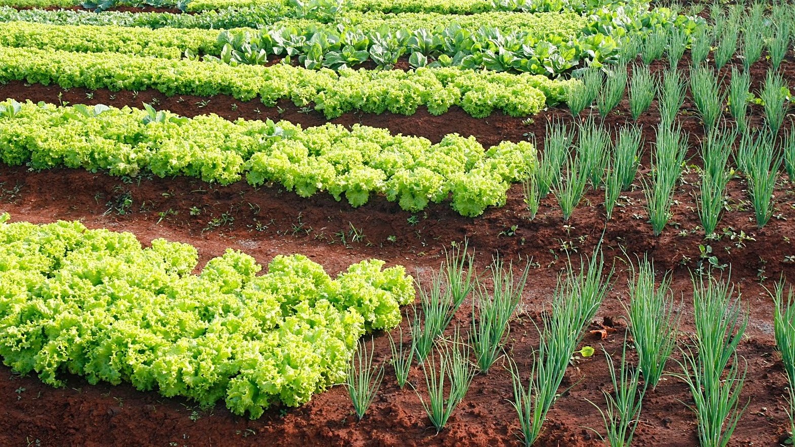 Agro Circular: do resto da colheita ao solo vivo, o caminho para hortifruti de qualidade