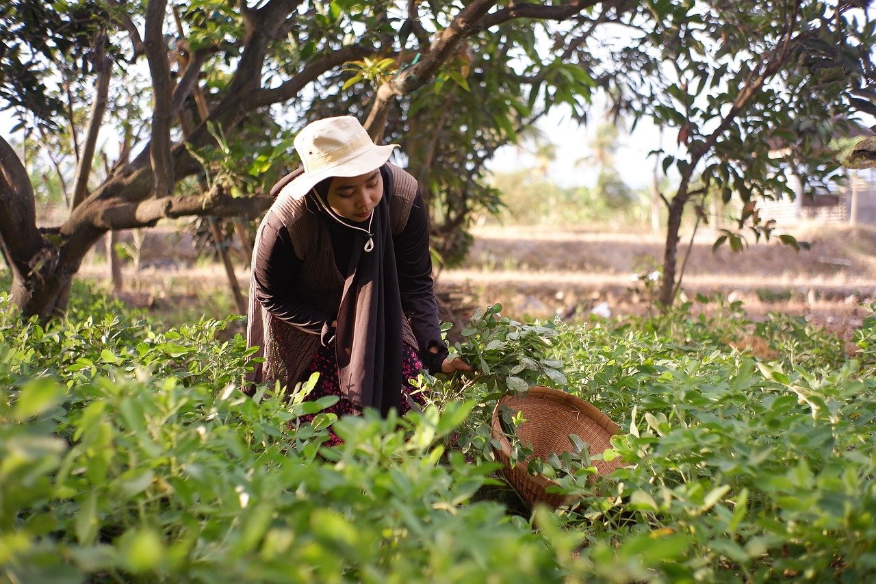 Agricultora em meio a plantas durante a colheita