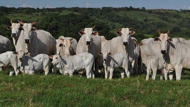 Arroba do boi gordo sobe com oferta curta e frigoríficos em busca de animais