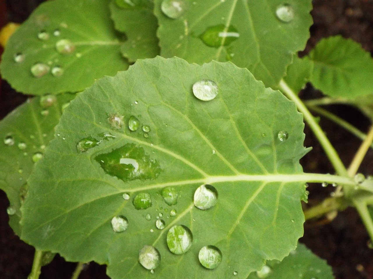 PANCs: plantas que muitos chamam de mato podem virar renda e comida na mesa