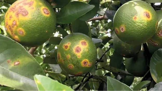 Vírus que ataca bactéria do cancro cítrico reduz lesões em até 60% em laranjeiras