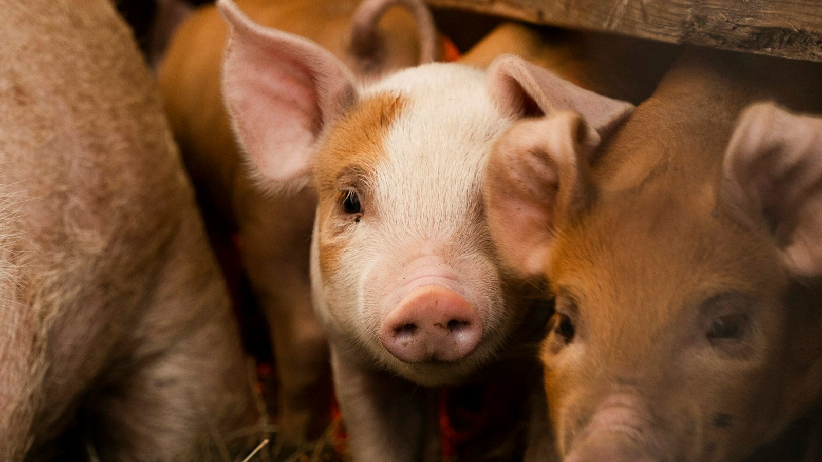 Água limpa no bebedouro faz diferença no ganho de peso dos suínos, alertam especialistas