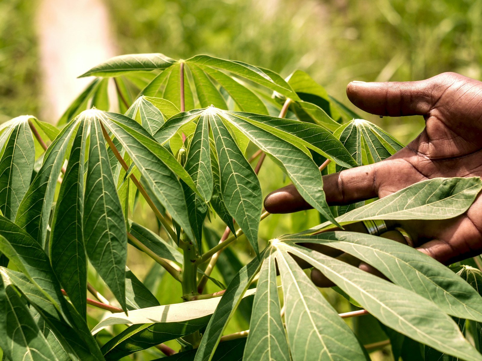 Mão de agricultor tocando as folhas de uma planta de mandioca na roça